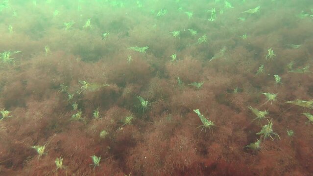 Large amount of shrimp (Palaemon) on red algae covering the seabed.