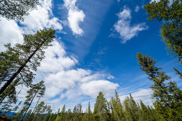 bottom-up view showing a beautiful blue sky with white fairy-tale clouds with majestic green trees along the edge