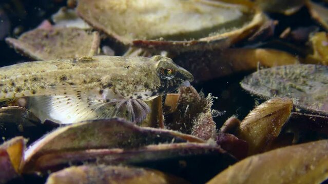 Risso's dragonet (Callionymus risso) on the seabed covered with shells, close-up.