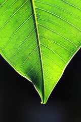 green leaf macro