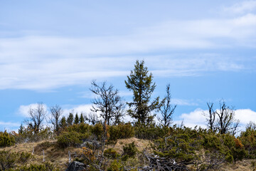 Obraz premium green lichens and dry green in the mountains above which there is a blue beautiful sky where there are some small trees