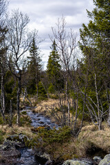 a small mountain stream with blue clear water where along the edge there is dry grass and bushes with junipers and firs in between