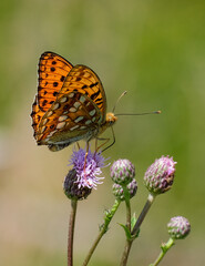 Hübscher orangefarbener Schmetterling, der auf einer Blüte mit leicht geöffneten Flügeln sitzt
