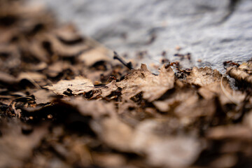 cool gray flat stone surface with brown last year's leaves along the edge, brown industrious ants walk on this surface