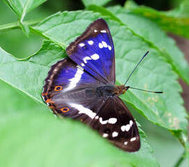 Fototapeta na wymiar Grosser Schillerfalter (Apatura iris) auf einem Blatt ruhend mit blauem Schillern auf der Flügeloberseite