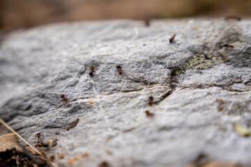 cool gray flat stone surface with brown last year's leaves along the edge, brown industrious ants walk on this surface