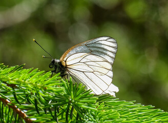 Baumweissling (Aporia crataegi) auf einem Tannenzweig sitzend