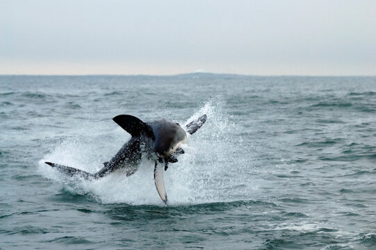 A great white shark breaching out of the water grabbing a seal in the False Bay off the coast of South Africa
