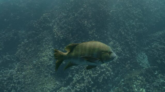 Large barred pargo swimming alone in shallow Ocean's water.