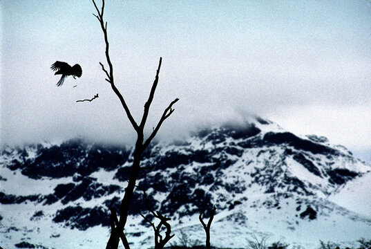 Bird and landscape in Argentina.