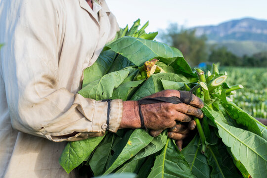 Worker harvesting tobacco, Vinales, Pinar del Rio Province, Cuba