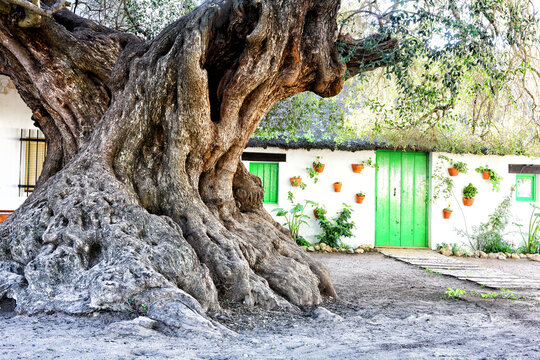 In the municipality of Almonte located in the village of El Rocio and within the limits of the Do&Atilde;&plusmn;ana Natural Park, is the Natural Monument Acebuches del Rocio. It is a set of cop