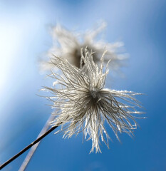 Nahaufnahme des Samenstands der weißen Silberwurz (Dryas octopetala) vor blauem Himmel