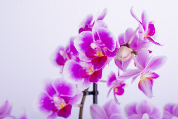 Purple orchid flower phalaenopsis, phalaenopsis or falah on a white background. Purple phalaenopsis flowers on the right. known as butterfly orchids. Selective focus. Isolated on white background	
