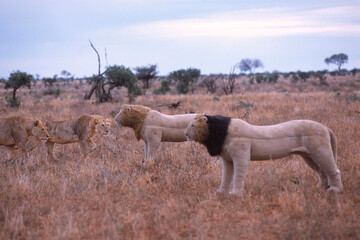 Lions investigating decoys for research into lion behavior, Tsavo, Kenya, Africa.