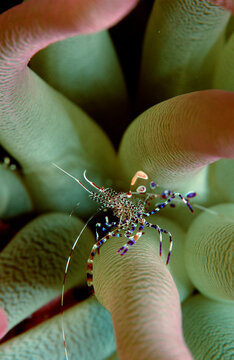 shrimp in anemone, Periclimenes yucatanicus, Bahamas, Caribbean Sea, Grand Bahama