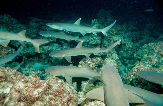 Hunting Whitetip reef shark, Triaenodon obesus, Costa Rica, Pacific Ocean, Cocos Island, Latin america
