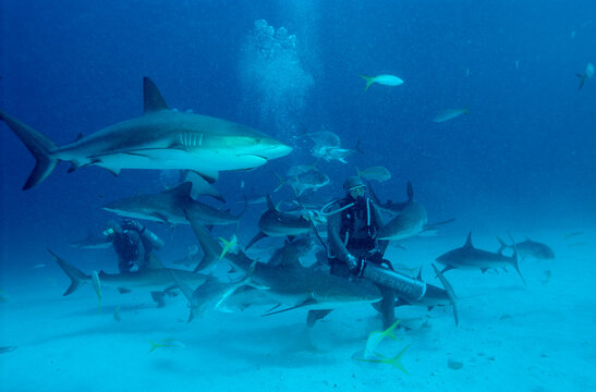 Carribbean reef shark feeding, Carcharhinus perezi, Bahamas, Caribbean Sea, Grand Bahama