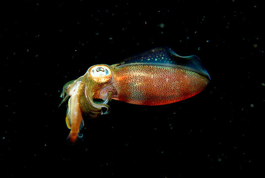 squid eats fish, Sepioteuthis lessoniana, Burma, Myanmar, Birma, Indian ocean, Andaman sea