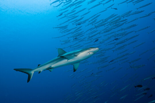 Grey reef shark (Carcharhinus amblyrhynchos) and school of barracudas