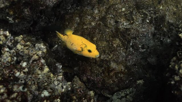 Close look at a yellow Guineafowl puffer hiding between corals.