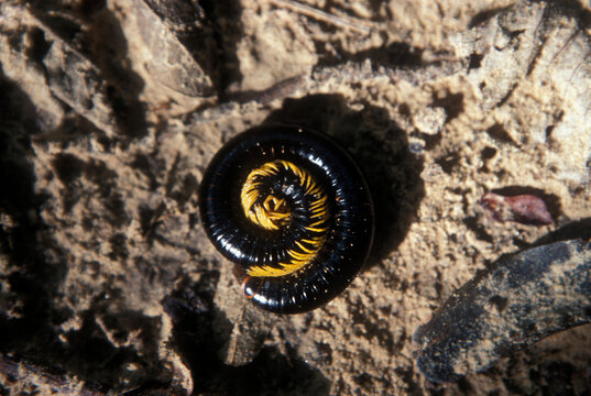 Caatinga Ecosystem, Brazil