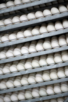 Rows of eggs on a cart at a duck farm in Quebec.