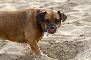 Dog on a walk in the city park.