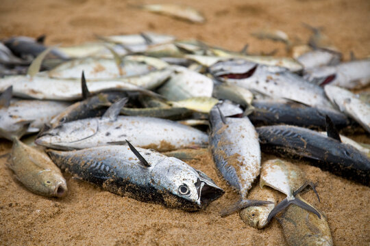 Close up of fish on the beach