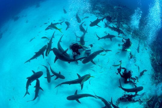 Caribbean reef shark (Carcharhinus perezi) near New Providence, Bahamas