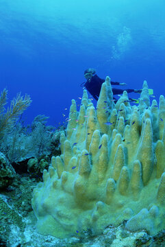 Female scuba diver and hard coral, Cayman Brac