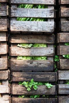 Stacked wooden flats containing fresh vegetables.