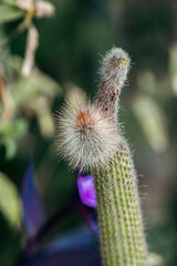 Close-up on a cactus in the background of green bush