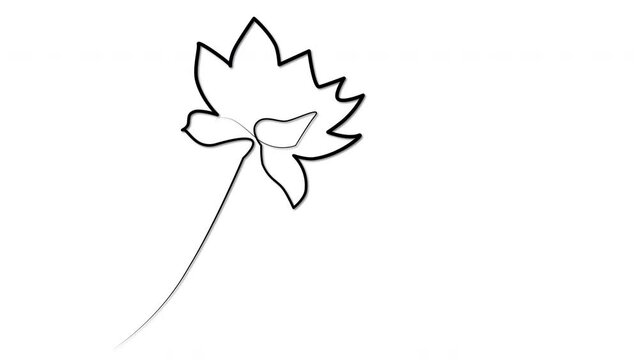 Lotus flower calligraphy outline self drawing animation. Luma matte, mask, alpha channel.