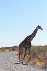 Giraffe on the road