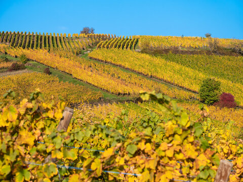 Vineyards in autumn colors on the hill of Riquewihr - wine route of Alsace, France.