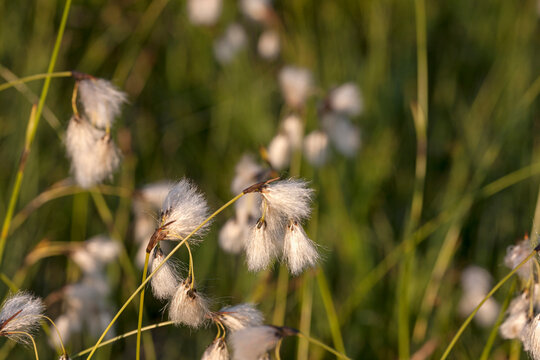 Cotton grass (Eriophorum angustifolium) growing in field, Bavaria, Germany