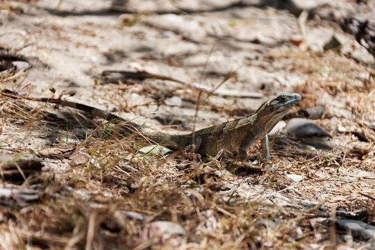 Big lizard in guanacaste area of Costa Rica, Costa Rica