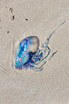 Jellyfish man of War (Physalia physalis) on sand at beach, Havana, Cuba