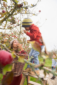 Mother and son picking apples from a tree and smelling them in an apple orchard, Bavaria, Germany