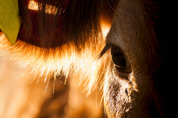 Close-up of young cow standing in morning sun in meadow