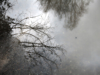 Fototapeta na wymiar black silhouettes of bare trees are reflected in spring in a gray puddle