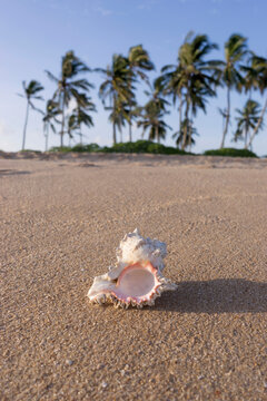 Seashell on beach against sky, Tangalle, South Province, Sri Lanka