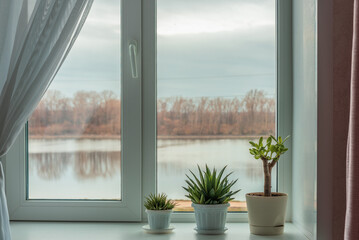 The window in the room with houseplants on window sill and curtains against the backdrop of the...