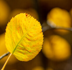yellow leaf