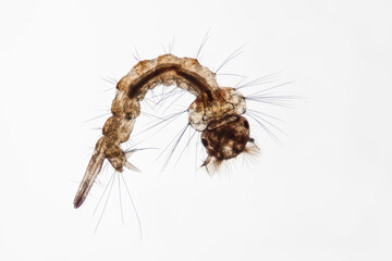 Mikroskopfoto einer Stechmückenlarve auf weißem Hintergrund, Culex