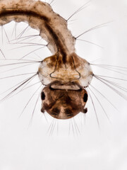 Mikroskopfoto vom Kopf einer Stechmückenlarve auf weißem Hintergrund, Culex