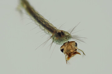 Makrofoto einer Stechmückenlarve unter Wasser vor weißem Hintergrund, Culex sp.