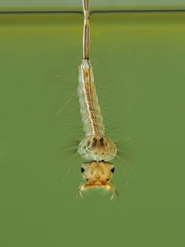 Makrofoto einer Stechm&uuml;ckenlarve unter Wasser vor gr&uuml;nem Hintergrund, Culex sp.