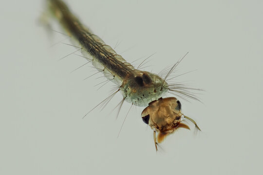 Makrofoto einer Stechm&uuml;ckenlarve unter Wasser vor wei&szlig;em Hintergrund, Culex sp.